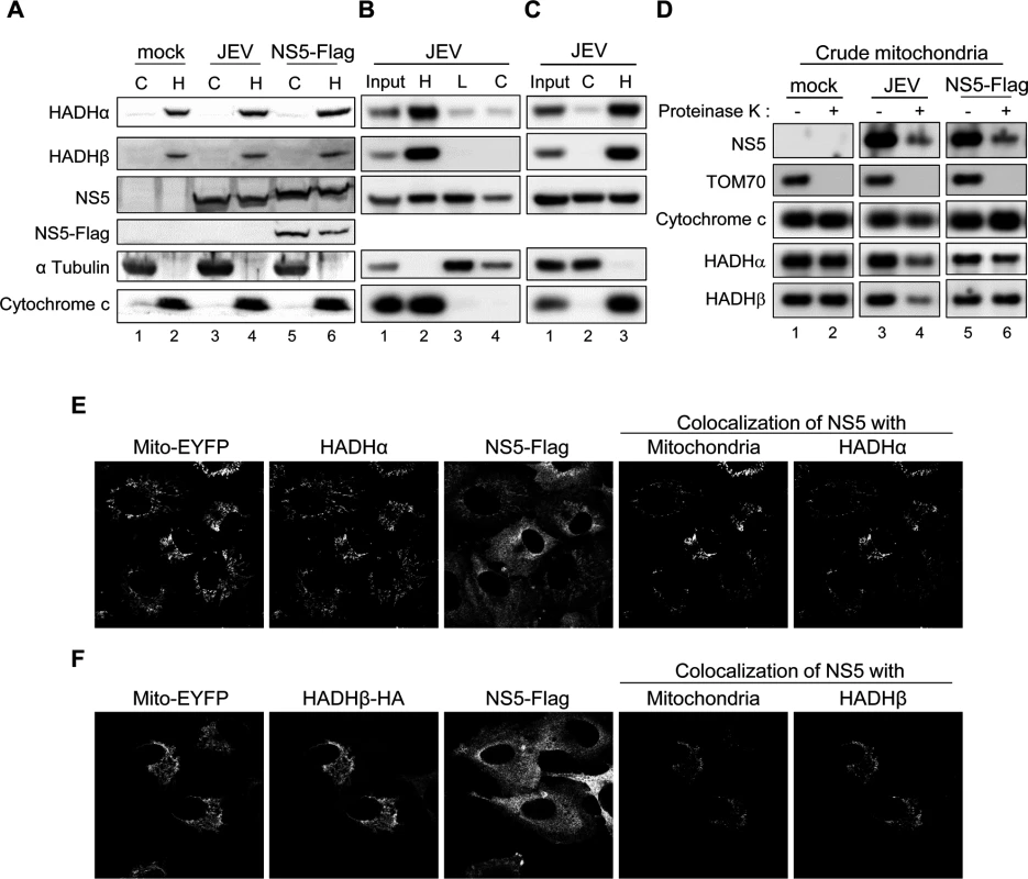 Subcellular localization of JEV NS5.