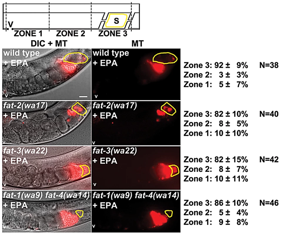 Effect of EPA supplementation on sperm guidance in wild-type and <i>fat</i> mutant hermaphrodites.