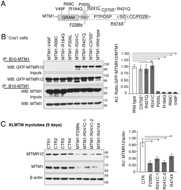 Myotubularin-MTMR12 interactions in XLMTM.