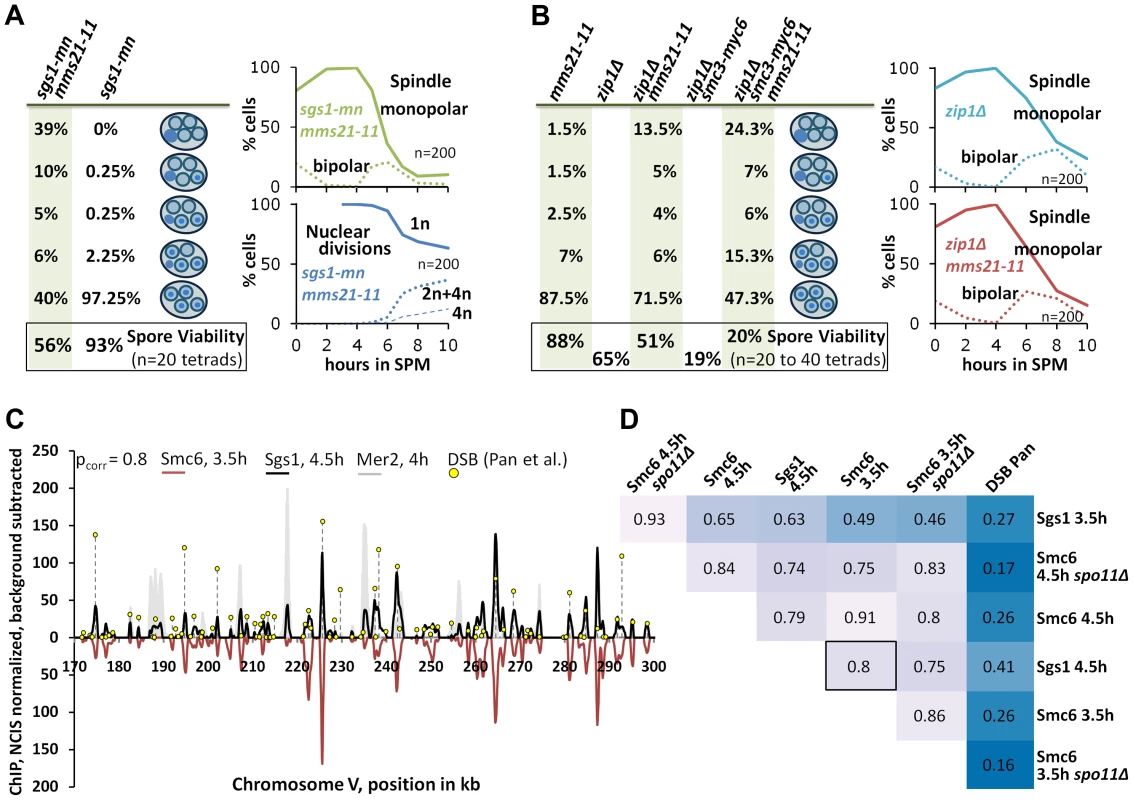The Smc5/6-Mms21 complex supports the anti-recombinogenic function of Sgs1.