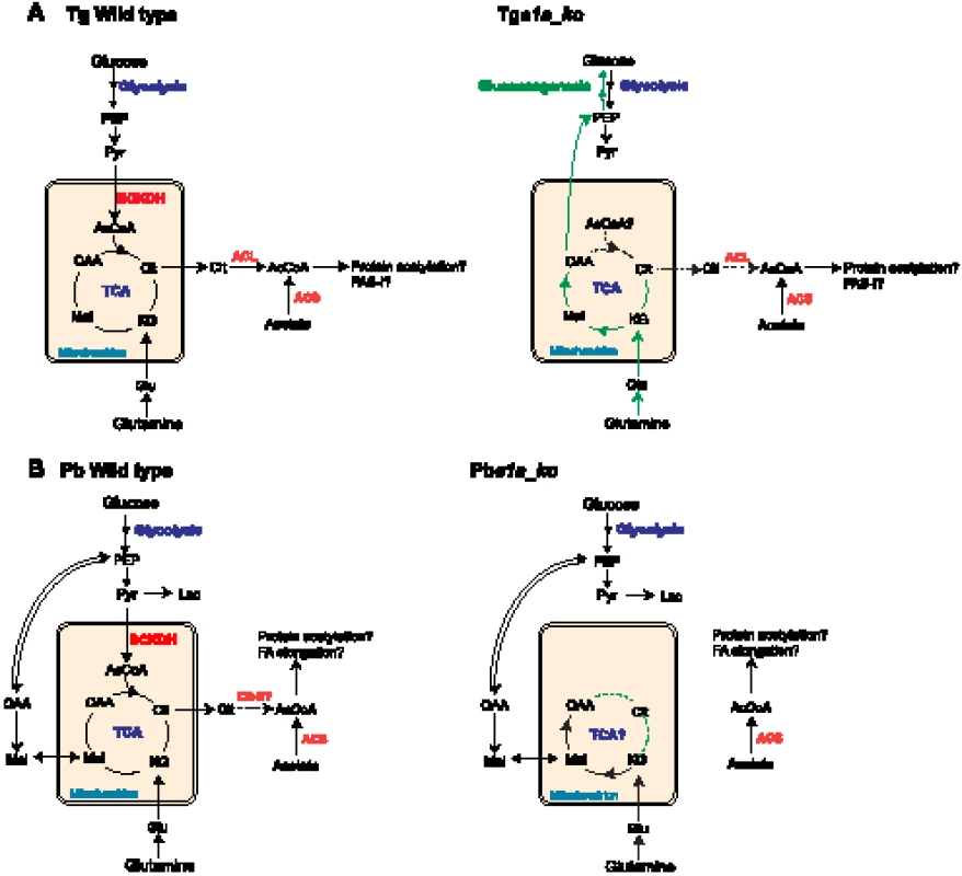 Proposed metabolic pathways, compartmentalisation and metabolic remodelling in <i>T. gondii</i> and <i>P. berghei</i>.