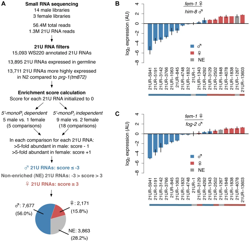 Over 70% of 21U RNAs show distinct germline enrichment.