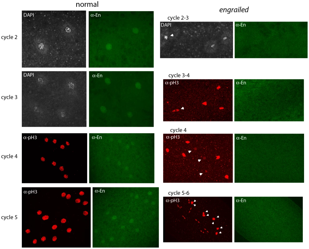 Engrailed protein is present in nuclei of pre-blastoderm embryos.