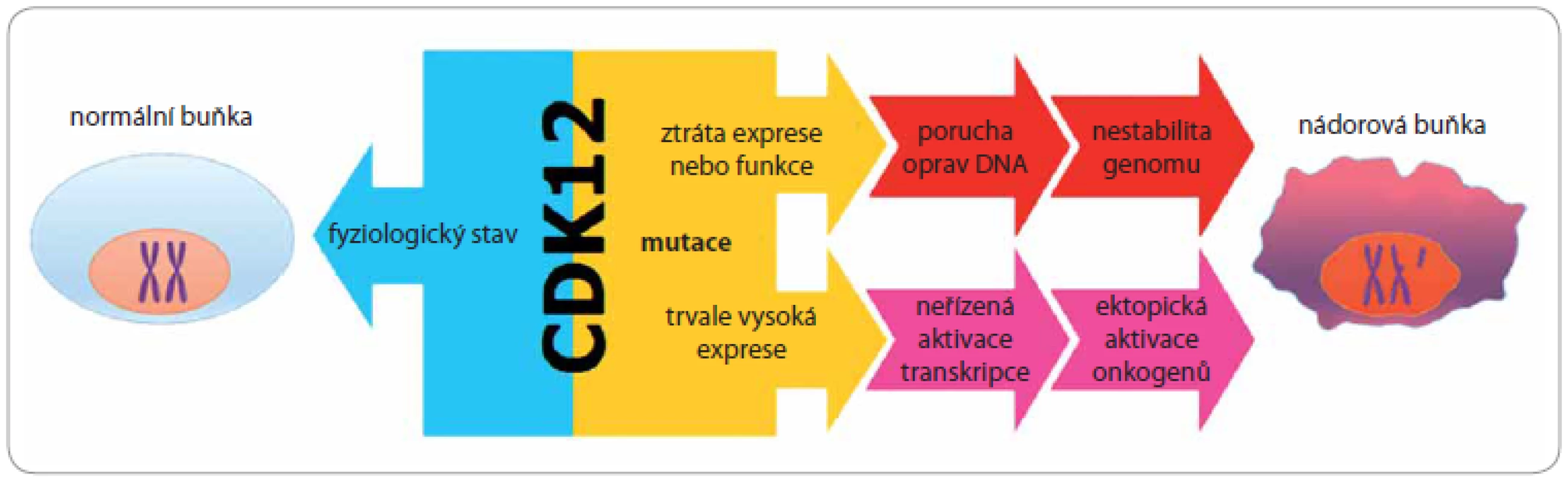 Vliv deregulace CDK12 na proces iniciace a rozvoje nádoru.