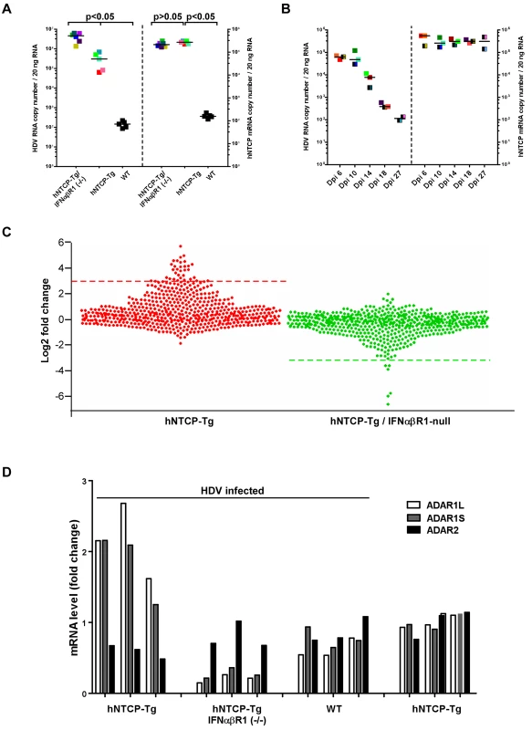 Human NTCP transgenic mice homozygous for IFNα/βR1-/- cleared HDV infection.