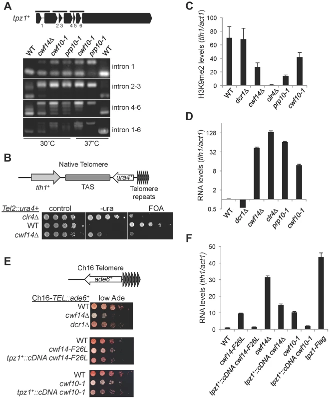 Splicing factors regulate the proper splicing of shelterin component Tpz1.