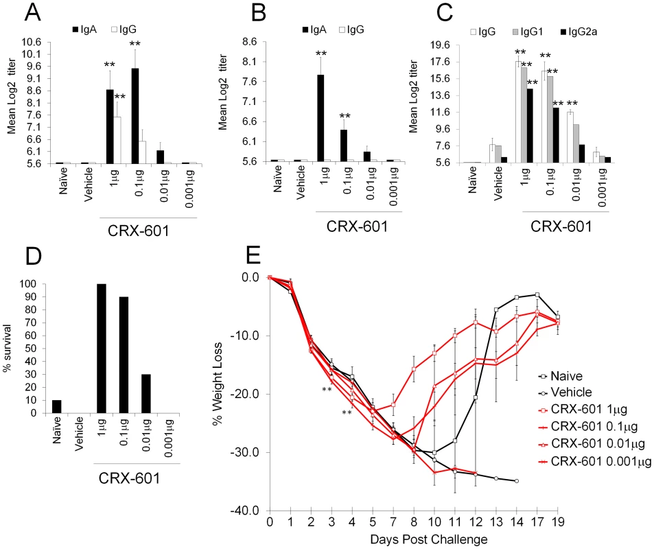Intranasal vaccination induces both mucosal and systemic immune responses.