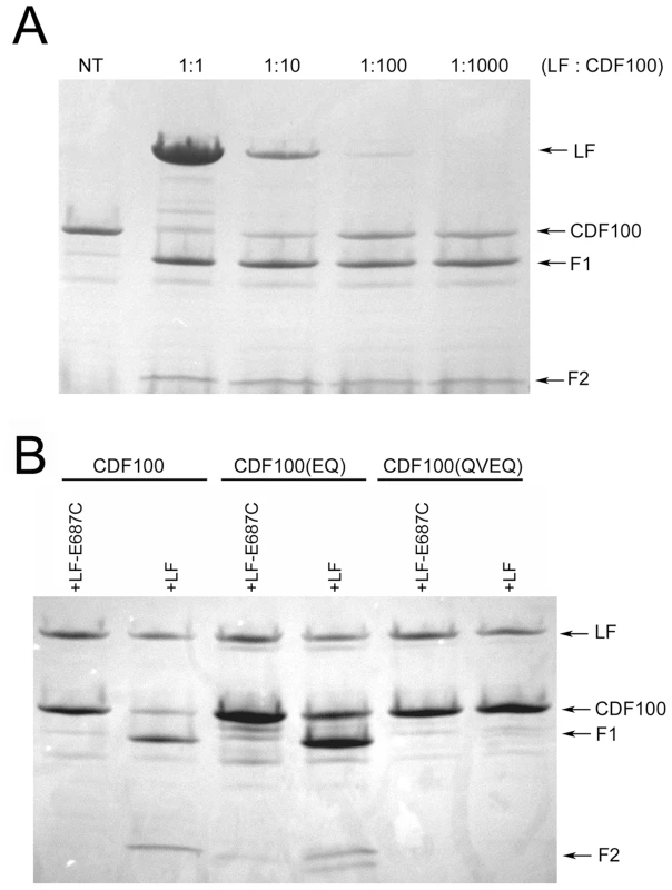 Cleavage of CDF100 by LF.