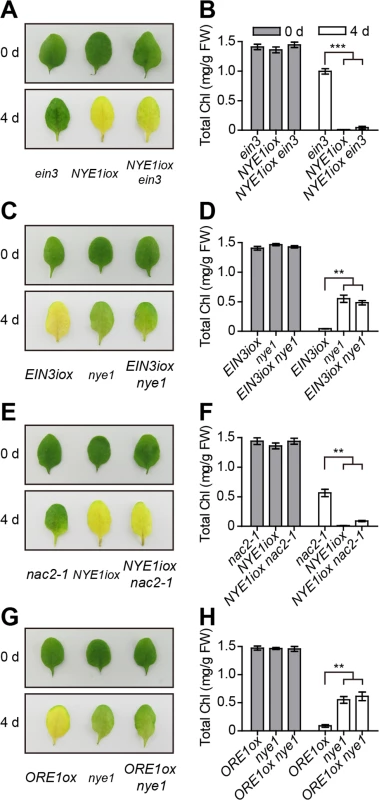 Ethylene-induced chl degradation through <i>EIN3</i> and <i>ORE1</i> is <i>NYE1</i>-dependent.