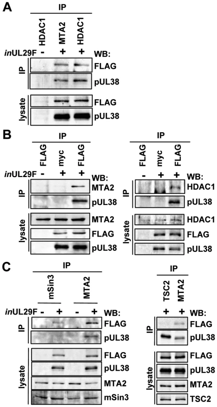 HCMV pUL29/28 and pUL38 specifically bind to constituents of the NuRD complex.