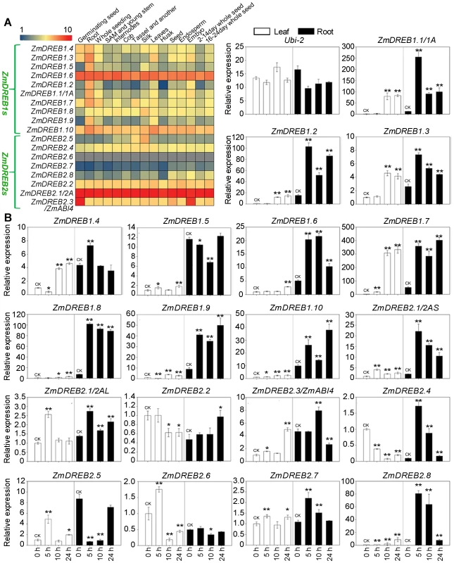 Expression profiles of eighteen <i>ZmDREB</i> genes.