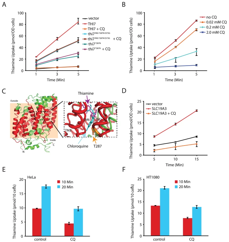 CQ inhibits thiamine transporters from yeast and human.