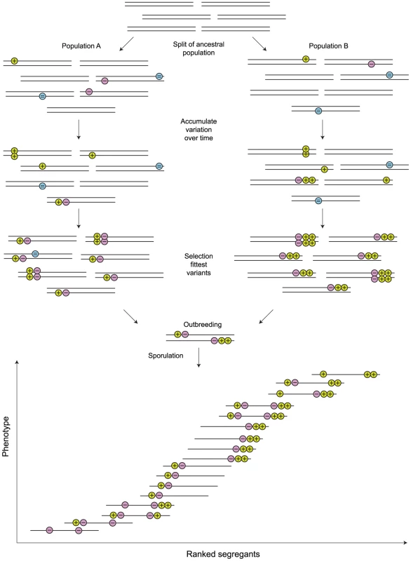 Linked quantitative trait loci (QTLs) can arise through normal population genetic processes.