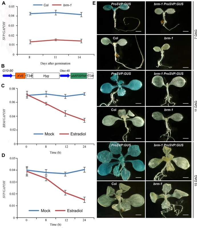 <i>SVP</i> expression is tightly controlled by BRM.