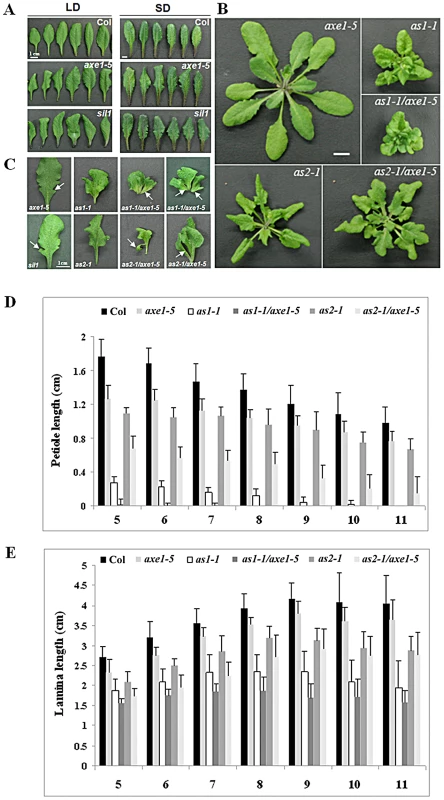 Phenotypes of <i>axe1-5</i>, <i>sil1</i>, <i>as1-1</i>, <i>as2-1</i>, <i>as1-1/axe1-5</i>, and <i>as2-1/axe1-5</i>.