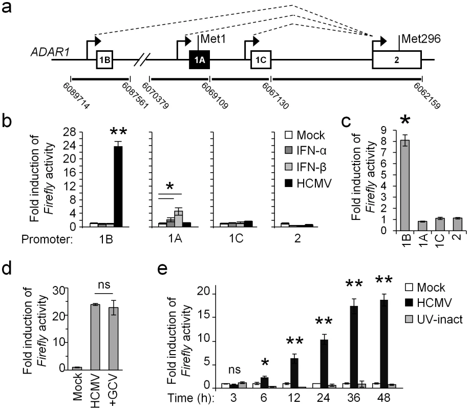 ADAR1-p110 is induced via a specific promoter.