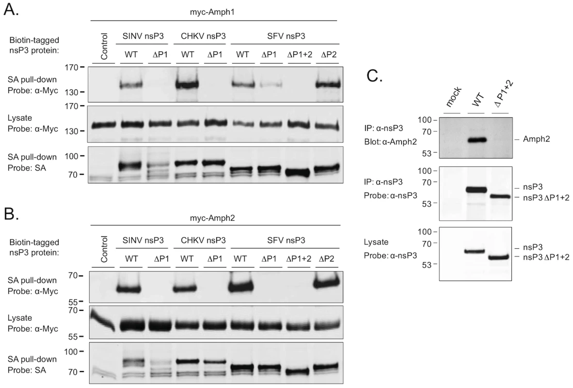 The SH3 binding site of alphaviral nsP3 proteins mediates binding to amphiphysin-1 and -2 proteins in transfected and in infected cells.