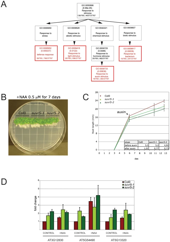 SUVR5 significantly affects the expression of genes related to the “response to stimulus” GO term.