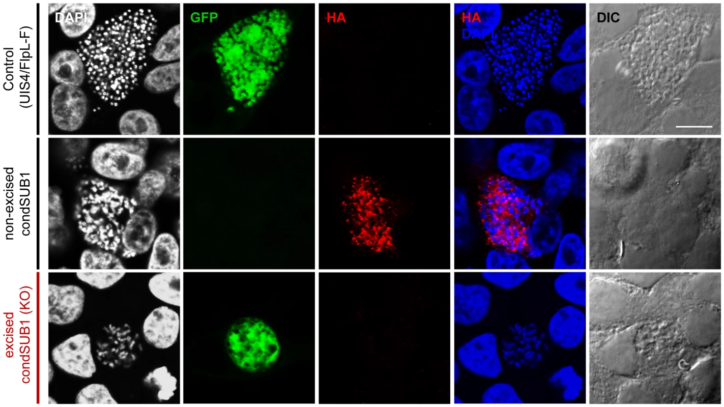 Expression of epitope-tagged PbSUB1 in liver stage schizonts of condSUB1 clone A, and detection of a developmental defect associated with <i>pbsub1</i> excision.