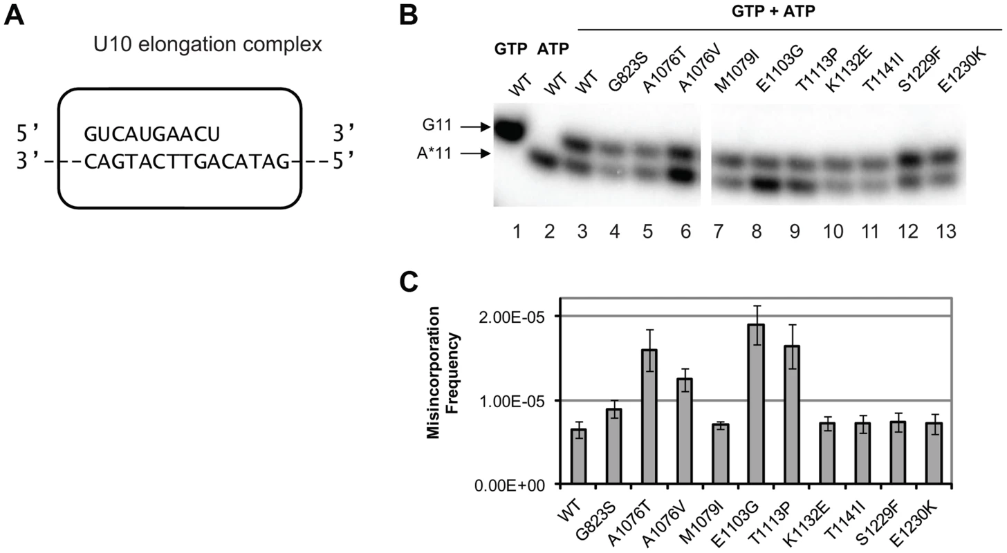 Cognate NTP selection by Pol II variants from the strains with fidelity defects.