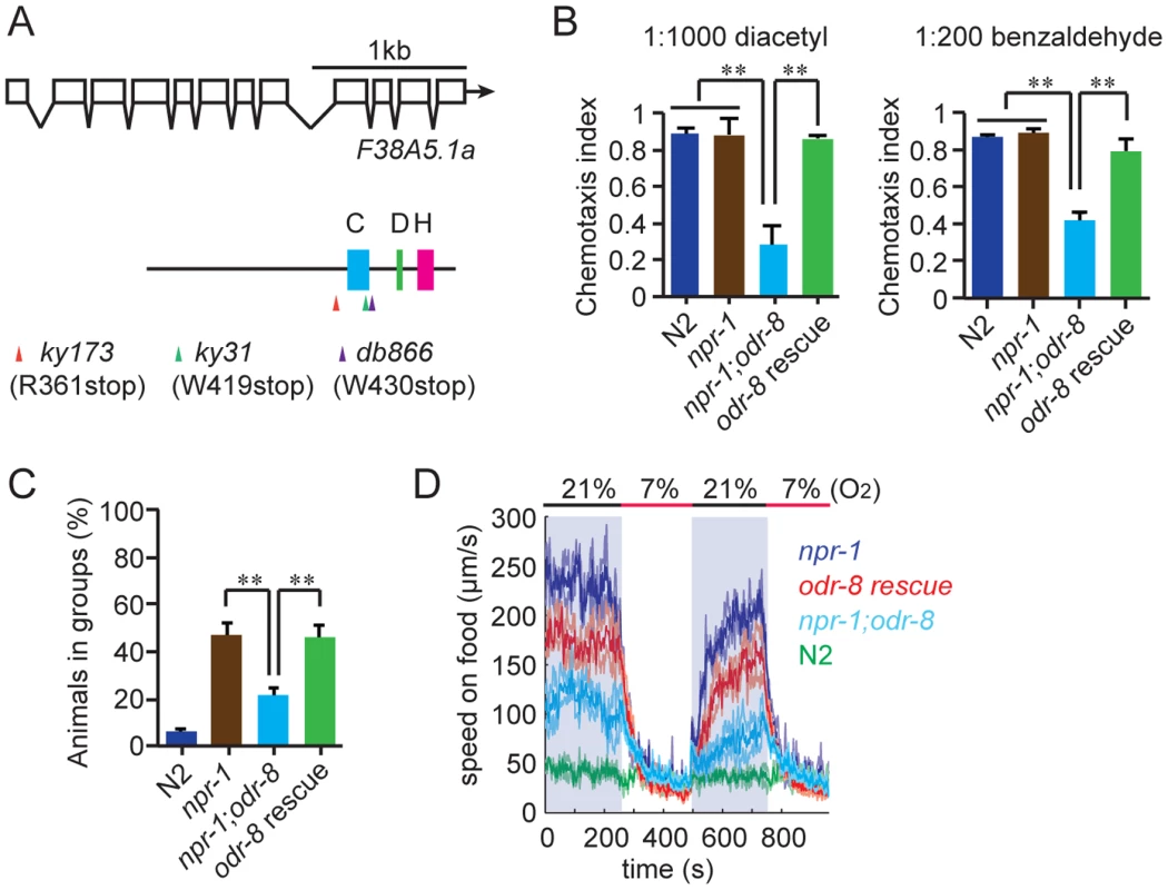 <i>odr-8</i> mutants are defective in Ufm1 specific protease 2.