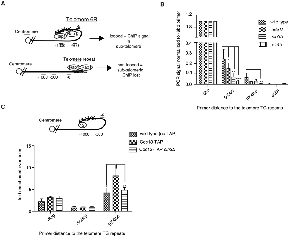 Chromatin immunoprecipitation confirms structural defects.