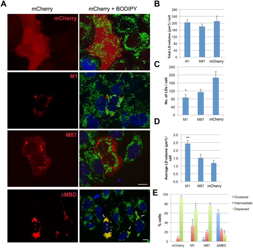 Spastin-M1 affects LD size and distribution.