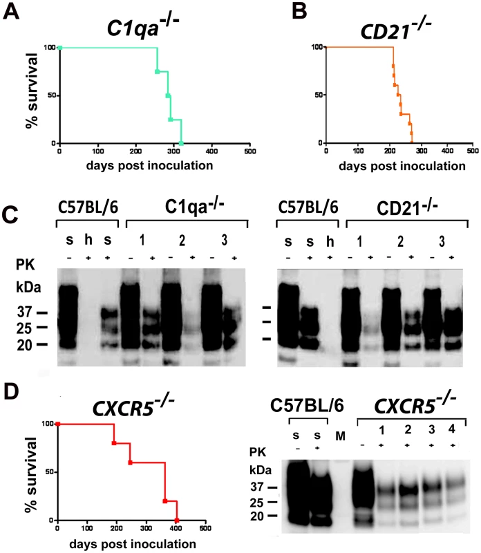Intranasal prion transmission in immnunodeficient mice.