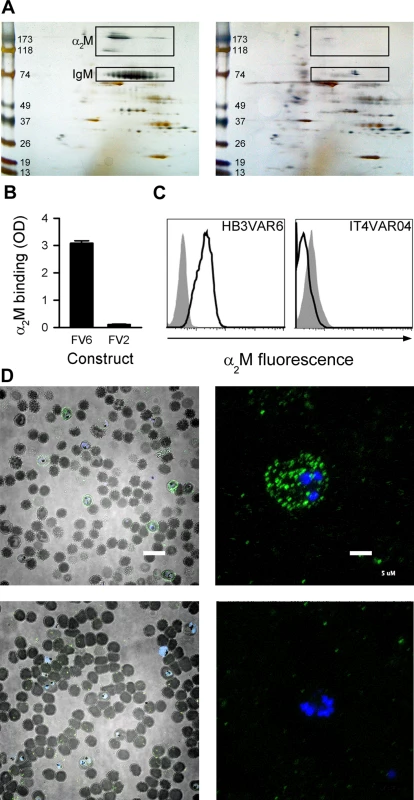 Identification of α<sub>2</sub>M as the soluble serum factor binding HB3VAR06.