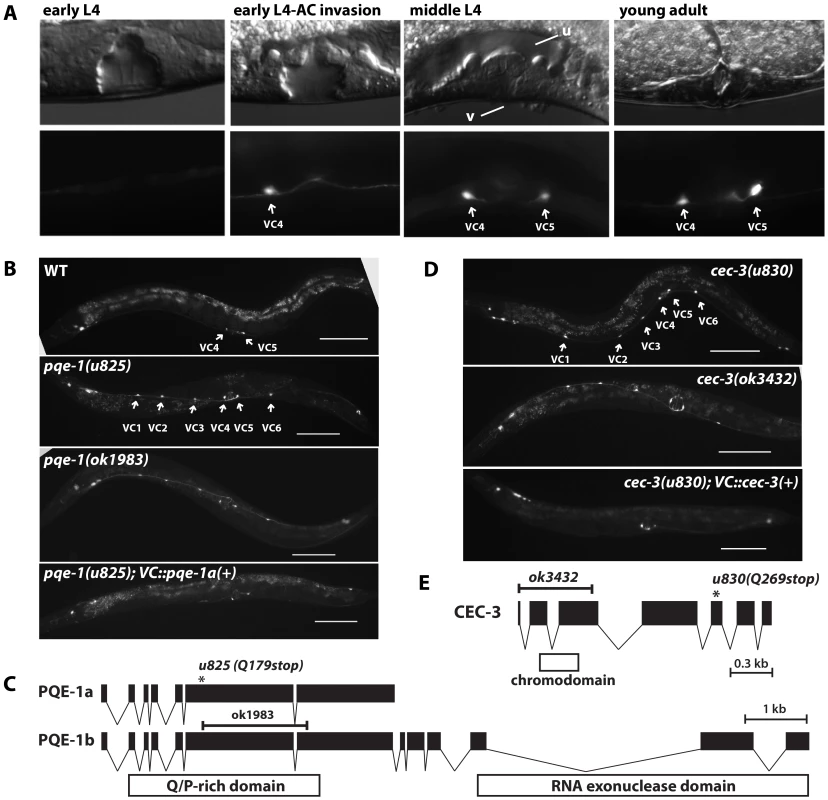 Mutation of <i>pqe-1</i> and <i>cec-3</i> leads to ectopic expression of <i>unc-4</i> in all VC neurons.
