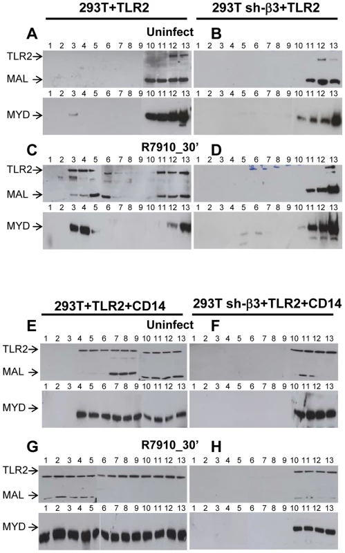 Lipid rafts serve as platforms for the αvβ3-integrin-dependent re-localization of TLR2, MAL and MYD88.
