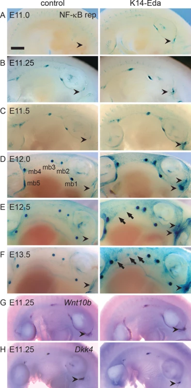 Overexpression of Eda induces formation of supernumerary mammary placodes in the neck and the flank.