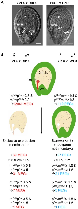Scheme of Experimental Procedures Leading to the Identification of MEGs and PEGs in Arabidopsis.