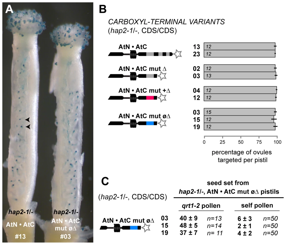 AtN•AtC mut øΔ is a hypomorph of HAP2(GCS1) that affects only male fertility.