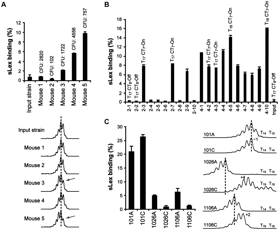 The T-tract length is variable, both in a mouse model and in the human stomach.