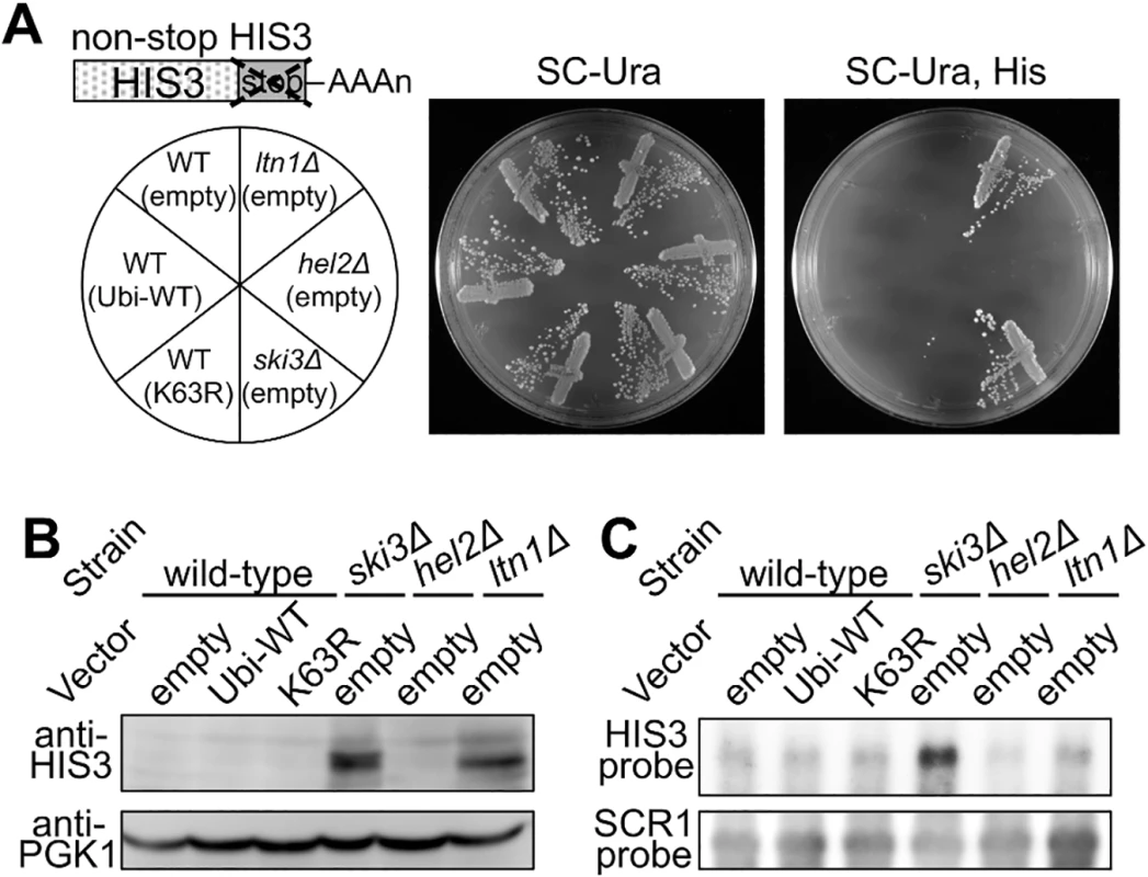 Effects of K63 polyubiquitination and Hel2 on quality control for non-stop translation.