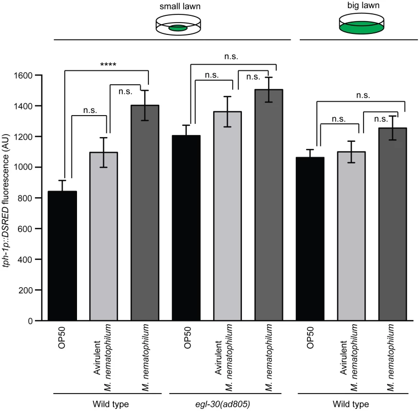 Increased expression of TPH-1 in ADF chemosensory neurons is caused by reduced contact with contaminated bacterial lawns.