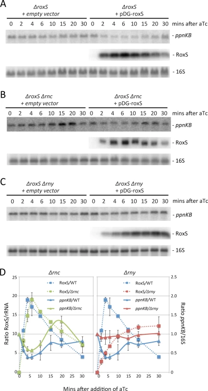 The reduction in <i>ppnKB</i> mRNA levels upon induction of RoxS expression is reversible and depends primarily on RNase Y.