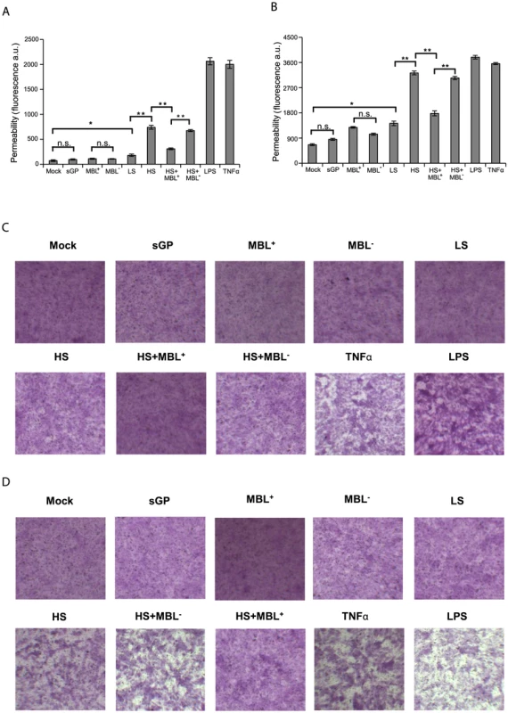 EBOV Shed GP increases cell permeability of HUVEC in vitro.