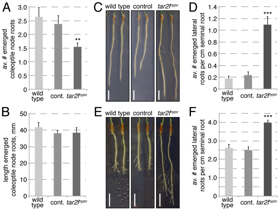 Root branching phenotypes of <i>Bdtar2l<sup>hypo</sup></i> mutants.
