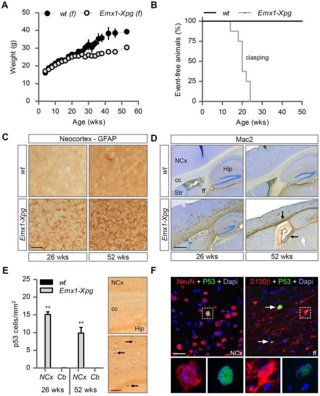 Age-related increase of neuronal stress in forebrain-specific <i>Xpg</i> knockout mice.