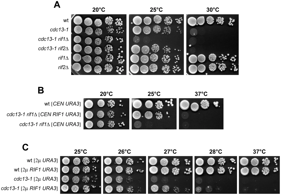 Synthetic effects between the <i>rif1</i>Δ and <i>cdc13-1</i> mutations.