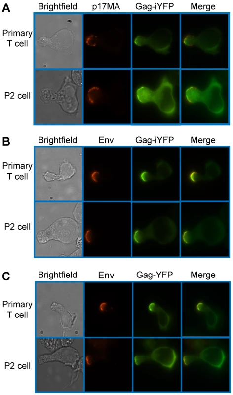 Mature Gag and Env localize to the uropod.