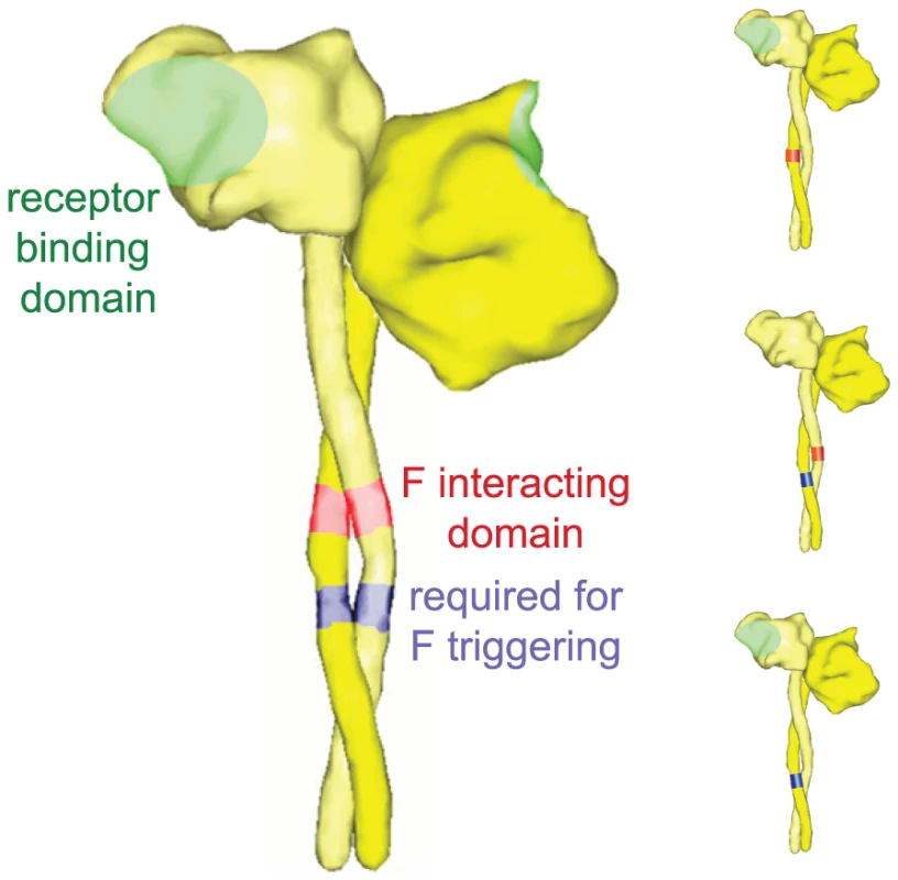 Schematic of bi-molecular H complementation to explore the organization of the physiological complex.