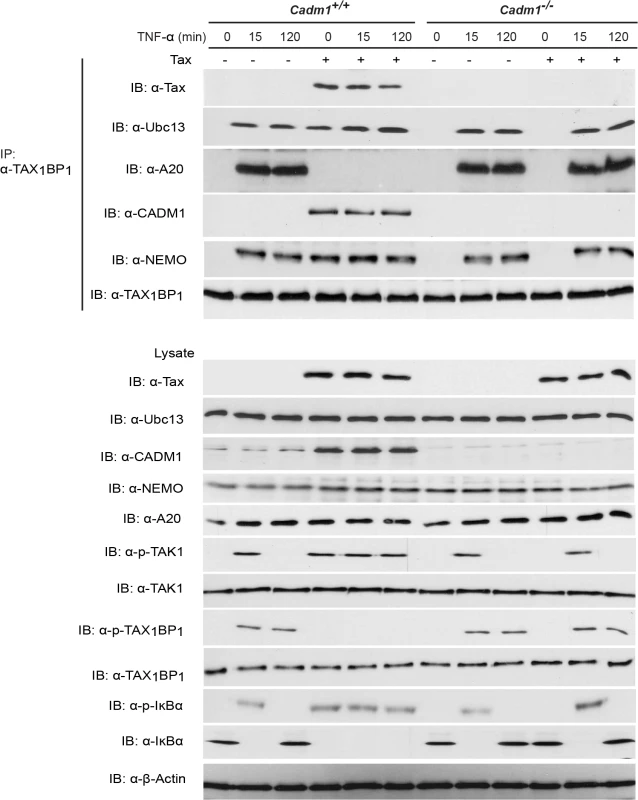 Tax requires CADM1 to inhibit IKKα-mediated phosphorylation of TAX<sub>1</sub>BP<sub>1</sub> and inactivate the NF-κB inhibitor ubiquitin-editing enzyme A20 complex in the TNFR pathway.