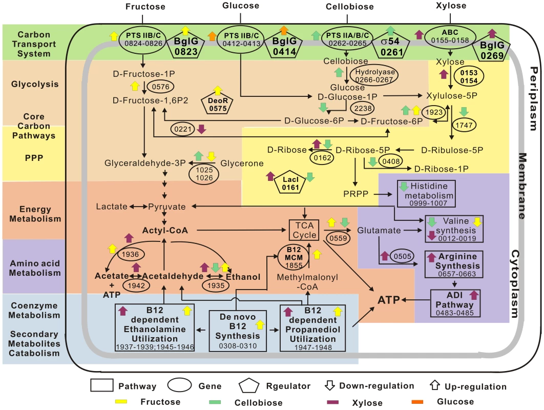 Cellular model of the <i>Thermoanaerobacter</i> glycobiome.