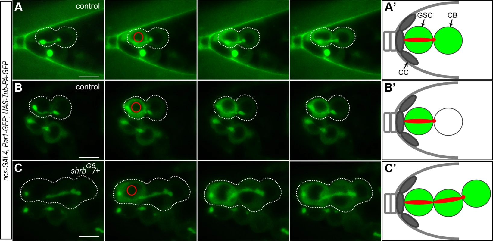 The cells of the stem-cyst share the same cytoplasm.