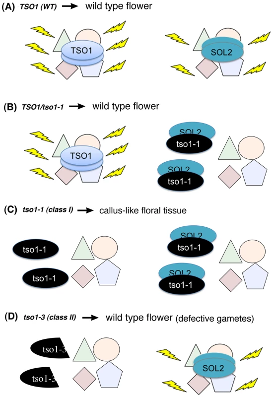 A proposed model on the molecular mechanism of <i>tso1-1</i> antimorphism in the context of flower development.
