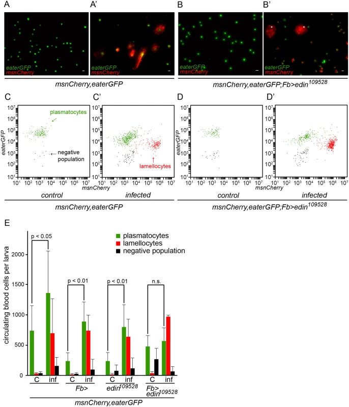 Quantification of hemocytes in <i>edin</i> RNAi larvae after a wasp infection.