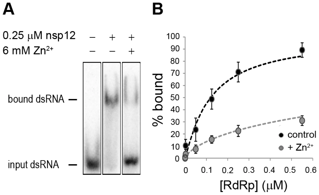 The effect of Zn<sup>2+</sup> on SARS-CoV nsp12 template binding.
